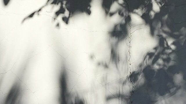 Leaves  shadow on the wall , Chiangmai province Thailand.