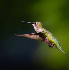 A Ruby-throated Hummingbird in flight