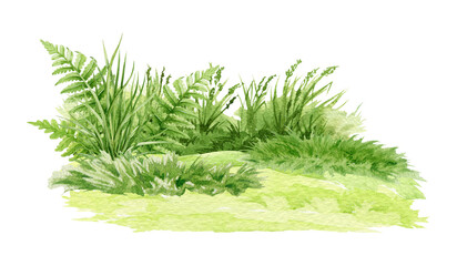 Green lush grassy background watercolor illustration. Fresh grass close up meadow, field, park landscape element. Fern, grass fresh herbs and natural plant natural design on white background