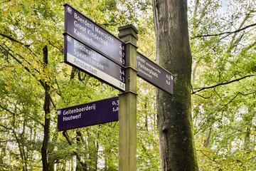 A detailed view of directional signposts in a verdant forest, showcasing pathways leading to...