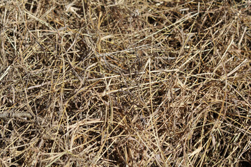 Dry grass hay straw close-up abstract textured background © Tammy Walker