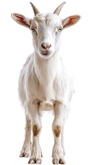 Fototapeta premium A White Goat Standing and Looking Directly at the Viewer