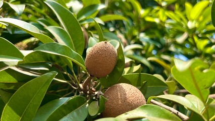 Fresh sapodilla or sapodilla plum fruit on the tree closeup with selective focus and blur. Chickoo...