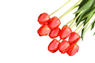 Bouquet of red tulips, space for text, isolated on white background, PNG