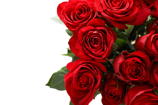 Bouquet of red roses, space for text, isolated on white background, PNG