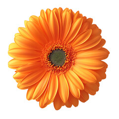 Orange Gerbera Daisy Flower | Bright and Vibrant Bloom Isolated on Transparent Background