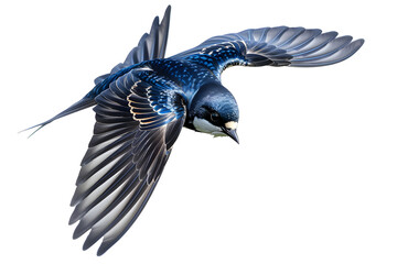 Naklejka premium Effortless Aerial Agility: An Artistic Showcase of a Swallow Bird in Mid-Flight