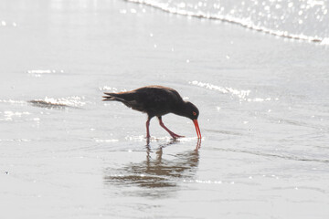 Oyster Catcher Flinders Bay, Augusta, Western Australia