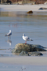 Silver Gull Flinders Bay, Augusta, Western Australia