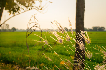 Nature of grass field, flower grass with sunlight