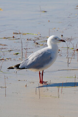 Silver Gull Flinders Bay, Augusta, Western Australia