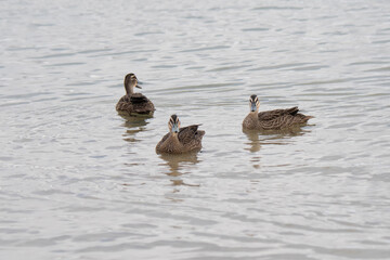 Ducks Flinders Bay, Augusta, Western Australia