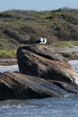 Pacific Gulls Flinders Bay, Augusta, Western Australia