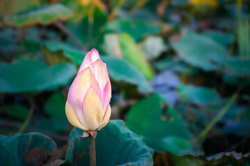 Lotus flower (Lotus or Nelumbo)