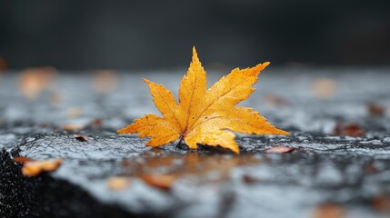 Single Golden Maple Leaf on Wet Stone - Autumnal Serenity