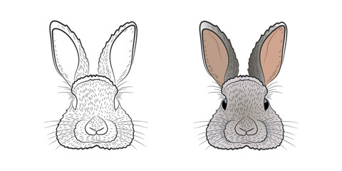 Detailed Black and White and Colored Rabbit Face Illustrations