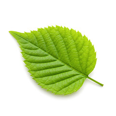 Obraz premium Fresh green leaf isolated on white background. Nature, growth, environment.