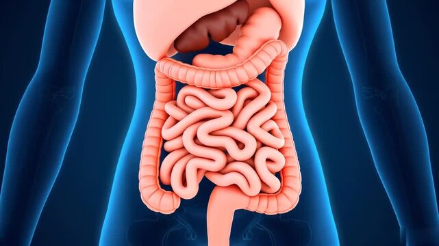 A medical illustration of a human digestive system to process food become poop