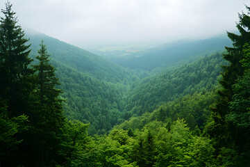 Fototapeta premium Lush Green Valley Under a Misty Sky, A Serene Forest Landscape with Dense Woodland Covering Rolling Hills and a Distant Valley View on a Hazy Day