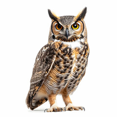 Fototapeta premium Majestic Great Horned Owl Portrait, A Captivating Gaze on Isolated White Backdrop Showcasing Detailed Plumage and Intense Yellow Eyes Emitting Wisdom and Mystery