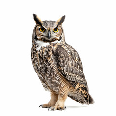 Obraz premium Majestic Great Horned Owl Portrait, Striking Bird of Prey with Intense Gaze on a Clean White Background, Ideal for Educational and Conservation Projects