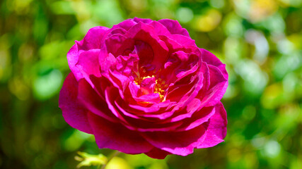 A beautiful purple rose in the garden in summer.