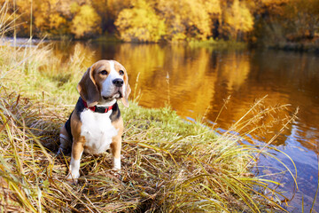 Autumn landscape. A beagle dog sits in the dry grass by the river.