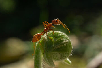 Worker ants and light bokeh background, (Oecophylla smaragdina F.)