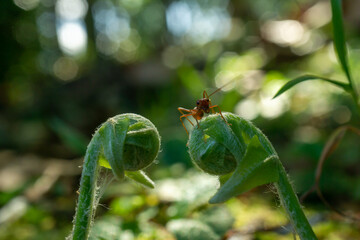 Worker ants and light bokeh background, (Oecophylla smaragdina F.)