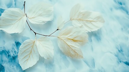 Elegant white leaves resting gently on a cool blue surface