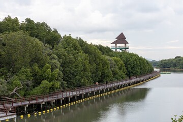 A waterfront walkway bridge near the mangrove forest with an observation tower at the back