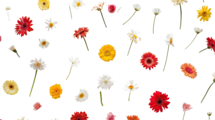 Colorful flowers falling on transparent background seamless loop animation