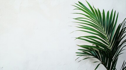 white wall with a palm leaf shadow. minimalistic background for product presentation. 