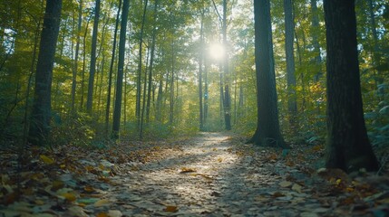 Obraz premium Sunlight streams through tall trees onto leaf covered path
