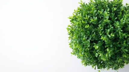 Naklejka premium Green Bush on White Mockup Template 