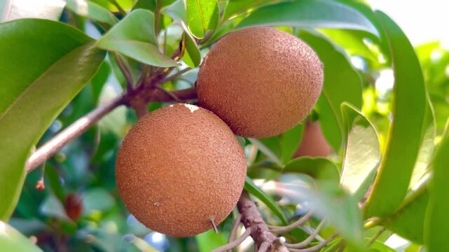 Fresh sapodilla or sapodilla plum fruit on the tree closeup with selective focus and blur. Chickoo or , sawo is a tropical fruit with brown skin with sweet taste inside.