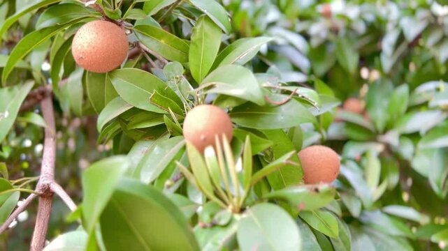 Fresh sapodilla or sapodilla plum fruit on the tree closeup with selective focus and blur. Chickoo or , sawo is a tropical fruit with brown skin with sweet taste inside.