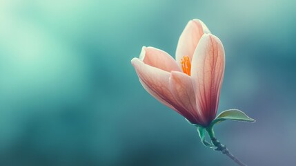 Magnolia Bloom: Lavender Teal Dream 