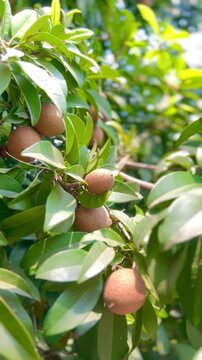 Fresh sapodilla or sapodilla plum fruit on the tree closeup with selective focus and blur. Chickoo or , sawo is a tropical fruit with brown skin with sweet taste inside.