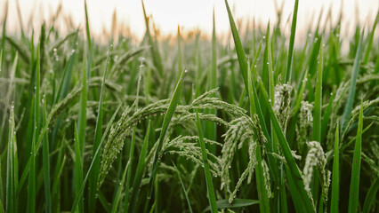 Close-up of a green rice field as the sun sets. a close up of a rice fiel, The rice plants are beginning to bear ears.
