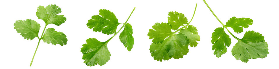 Cilantro leaves fresh and green isolated on transparent background