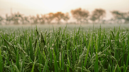 Close-up of a green rice field as the sun sets. a close up of a rice fiel, The rice plants are beginning to bear ears.
