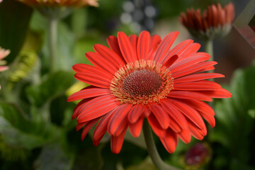 赤いガーベラ