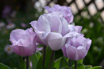 チューリップ　カレイ