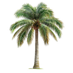 Obraz premium Palm Tree Vibrant Lines Abstract Nature Tropical Summer