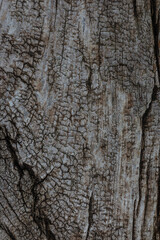 old wood background close up	