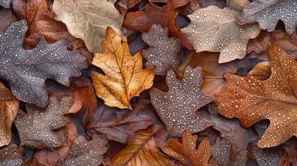 Fallen oak leaves display water droplets after a morning rain