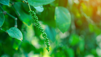 Fresh unripe green peppercorns from the pepper plant