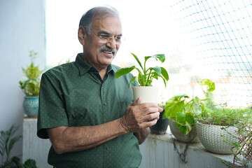 Happy retired old indian man holding plant pot in hand at his balcony at home. Smiling senior male...