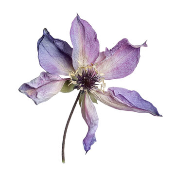 recommend clip art: Withered Clematis Flower Abstract Art Glitch Effect